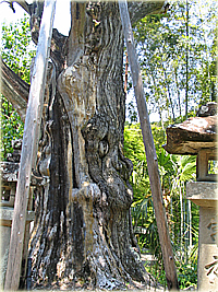 鳳来寺 傘杉 ネズの樹 森の神様に会いに行こう